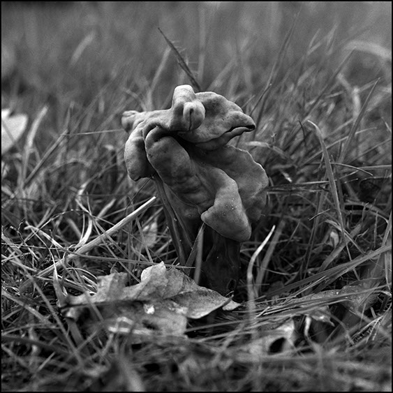 helvella crispa